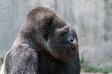 Büyük, erkek, gümüş sırtlı, başı yana dönmüş ve ağzı hafif açık bir goril yakınlarda bir şeyi izlerken....