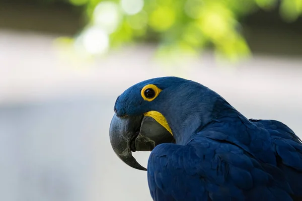 Närbild Profil Vacker Blå Och Gul Hyacinth Macaw Visar Upp — Stockfoto