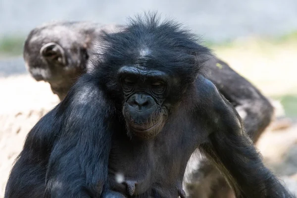 A female Bonobo, close relative of humans and chimpanzees, with crazy looking hair hanging out with other members of her troop on a sunny day.