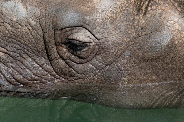 Closeup side profile of the cheek and gentle eye of a Rhinoceros showing the wrinkled texture of its skin as if relaxes and cools off in the water.