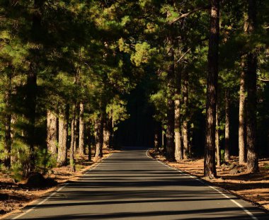 Çam ormanının ortasındaki yol, El Paso, La Palma Adası, Kanarya Adaları