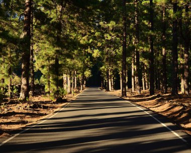 Çam ormanından geçen yol, La Palma, Kanarya Adaları, İspanya