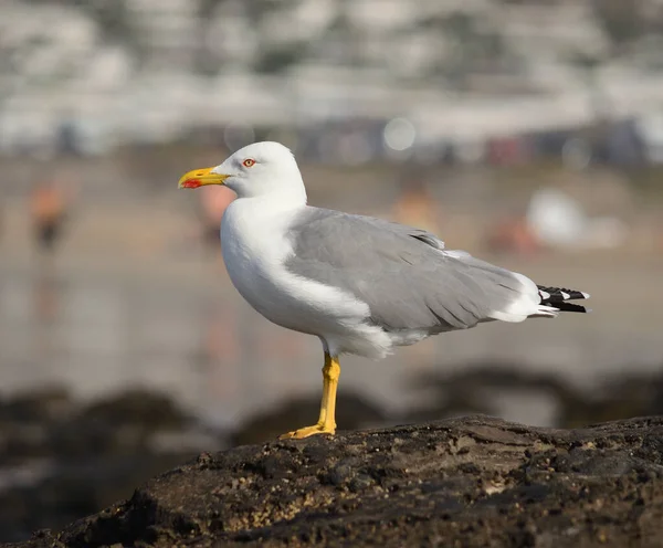 Primer Plano Hermosa Gaviota Una Roca Marea Baja Fondo Borroso —  Fotos de Stock