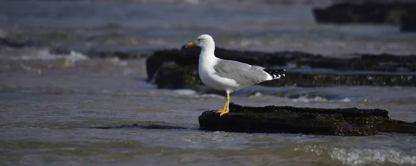 Mouette Isolée Observant Attentivement Sur Rocher Plage Marée Basse — Photo