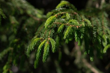 sulu yeşil ladin dalları güneşte