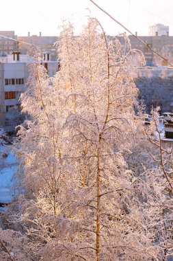 Ağaç dallarında çok kar var. Güneşli bir kış gününde pencereden bakmak. Dikey resim.