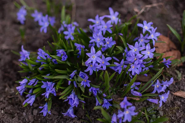 Purpurowe Kwiaty Zielonymi Łodygami Rosną Klombie — Zdjęcie stockowe