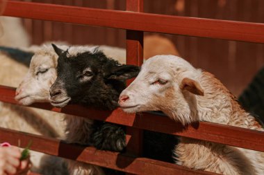 Güneşli bir günde yazın çiftlikte küçük koyunları ağılda beslemek.