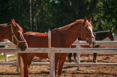 Bir yaz günü çayırdaki atlar bir ormanın arka planına karşı.