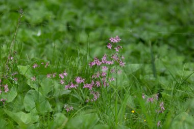 Küçük pembe çiçekli yeşil arkaplan. Güneşli bir yaz günü.