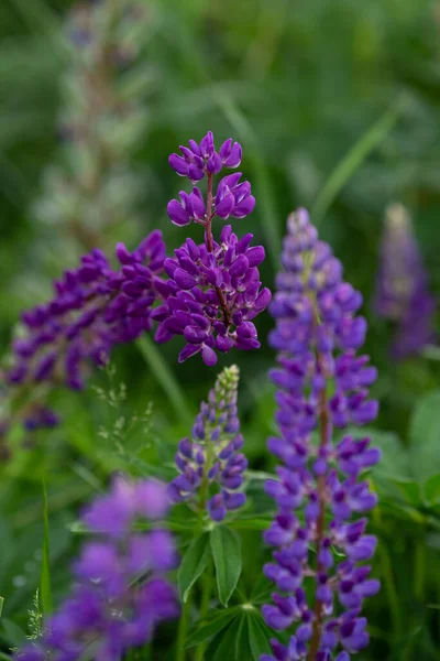 Fialové Lupiny Zeleném Pozadí Letní Den — Stock fotografie