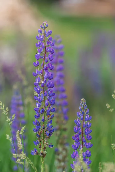 Vertical Photo Purple Lupines Green Background — Fotografia de Stock