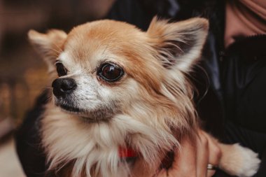 Ellerinde Chihuahua, yakın plan portresi. Kahverengi gözlü bir köpek..