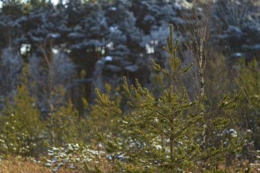 Young green coniferous trees against the background of an old forest on a sunny winter day.