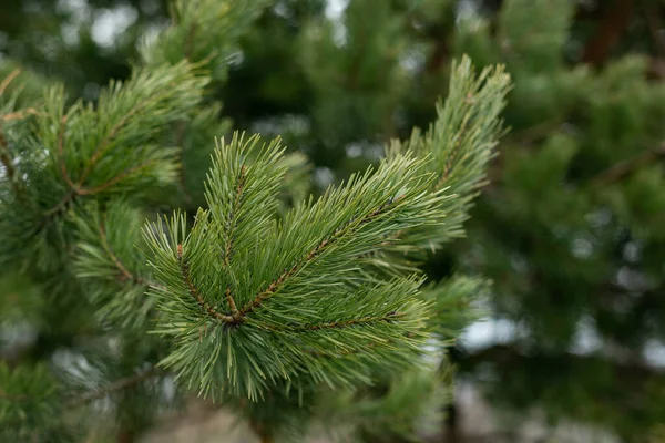 Pine Branches Green Close Beautiful Natural Background — Stock Photo, Image