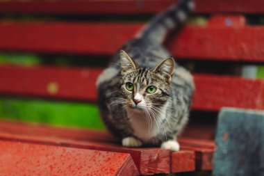 A grey cat with green eyes is sitting on a red wooden bench.