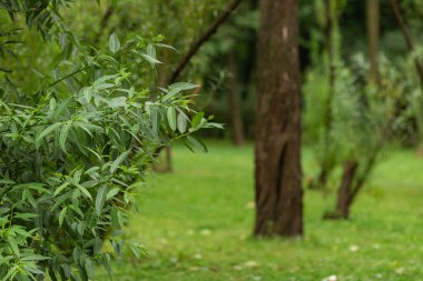 Ön planda yeşil dallar. Arka plan bulanık. Parkta yaz günü.