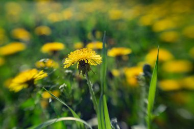 Açıklıktaki sarı karahindibalar. Bulanık bir arkaplanda. Yumuşak odak.