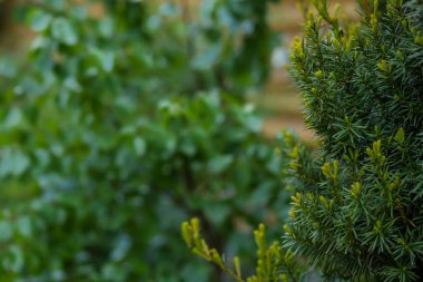 Bulanık yeşil arkaplanda yeşil çalı dalları.