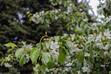 Elma ağacı çiçek açıyor. Bahar günü yağmur yağar.