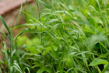 Yaz günü yağmurdan sonra sulu yeşil çimenler. Çimlerin üzerine damlalar.