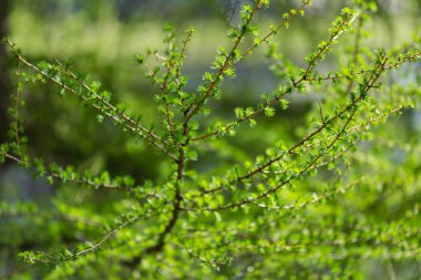 Parkta güneşli bir bahar gününde genç bir tarla kuşu dalları. Bulanık arkaplan, yumuşak odak.