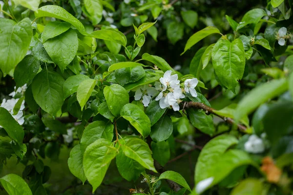 Kwitnąca Jabłoń Deszczowy Dzień Mokre Zielone Liście Duże Białe Kwiaty — Zdjęcie stockowe