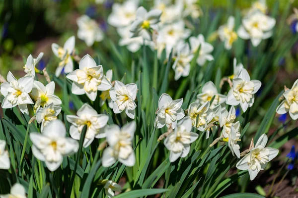 Белые Нарциссы Цветут Клумбе Солнечный Весенний День — стоковое фото