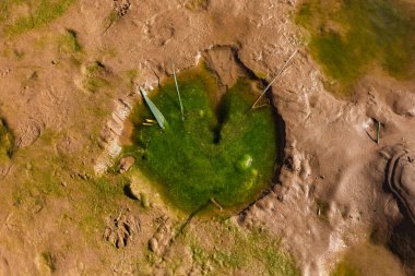 Kumdaki küçük bir su birikintisinde ördek otu.