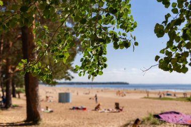 Güneşli bir günde kumlu bir plajın arka planında ağaç dalları. Arka plan bulanık. Yaz tatili.