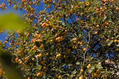 Güneşli bir yaz gününde mavi gökyüzüne karşı ağaçta olgun kırmızı elmalar..