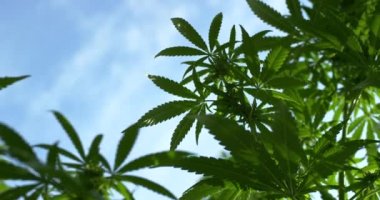 Tıbbi kenevir tarlası ekimi. Güneşli bir sabahta açık havada büyüyen marihuana tarlası..