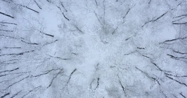 Luftbild von oben nach unten Blick auf den Winterwald. Drohnenstart über gefrorenem weißem Wald. lizenzfreies Stockvideo