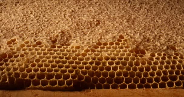 Närbild av uncapped honung kam. Färsk honung i en honungskaka makro. Ekologisk biodling. Vaxceller på nära håll. — Stockvideo