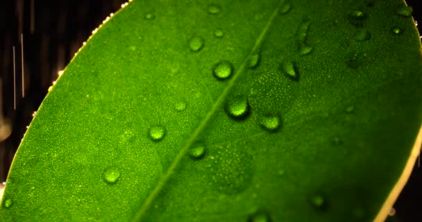 Μακροεντολή ένα σταγόνες βροχής σε πράσινο φύλλο, κοντινό πλάνο. — Αρχείο Βίντεο