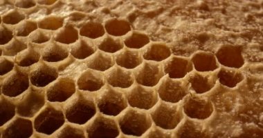 Kapağı açık bal tarağının yakın çekimi. Balpetekli makroda taze bal. Organik arıcılık. Balmumu hücreleri kapatın.