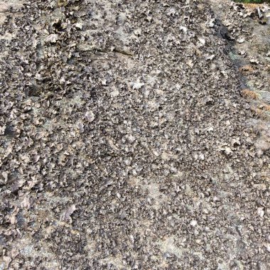 Farklı kertenkelelerin ve laminar dokulara sahip kuru yosunların doğaya yapıştığı gri bir kayanın yakın çekimi. Yüksek kalite fotoğraf