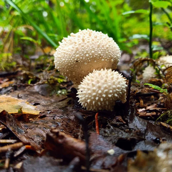 Gros plan frontal d'un champignon vénéneux à pointes dans une forêt en automne — Photo
