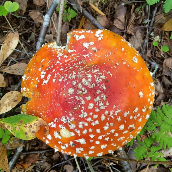 Overhead shot of a red amanita in the forest in autumn in Norway — Stock Photo, Image