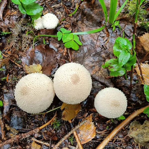 Primer plano frontal de un hongo espinoso venenoso en un bosque en otoño — Foto de Stock