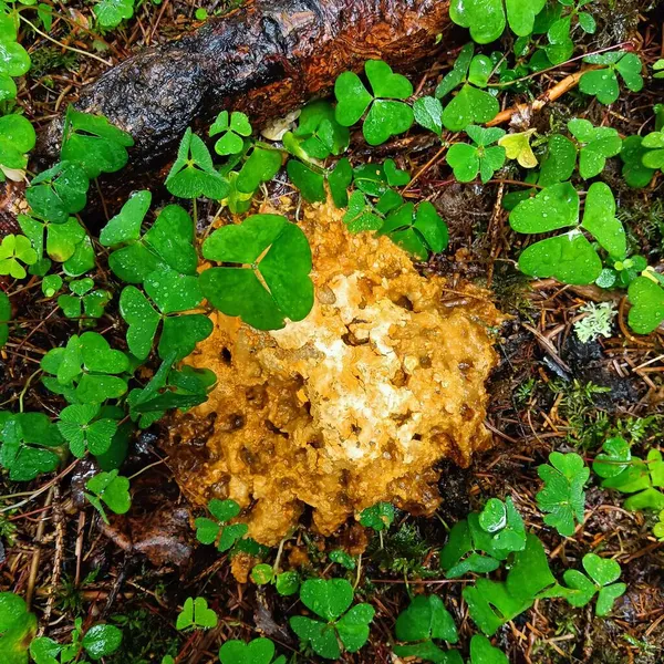Overhead close-up of yellow mushrooms surrounded by trevoles in autumn in a Norwegian forest — Stock Photo, Image
