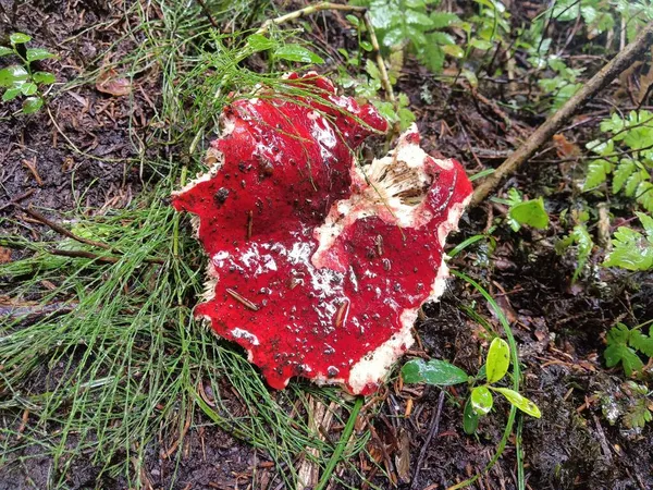 Overhead shot of a bright red mushroom on a forest floor in Norway. — Stock Photo, Image