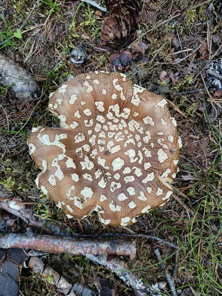 Gros Plan Dessus Champignon Brun Photo Haute Qualité — Photo