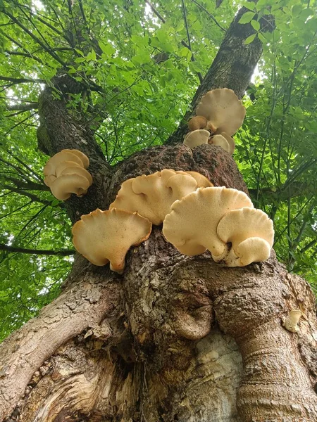Low Angle Shot Some Tree Mushrooms Growing Shade Leaves High — Stock Photo, Image