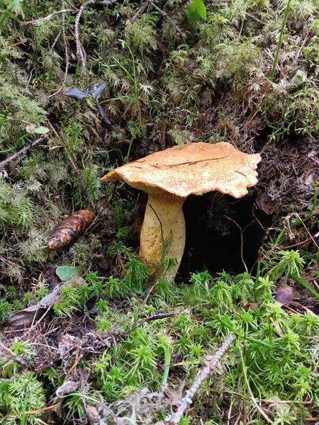Gros plan du dessus d'un champignon brun — Photo