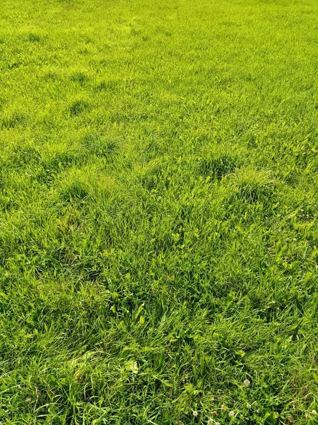 Primo piano di un prato verde di erba al mattino — Foto Stock