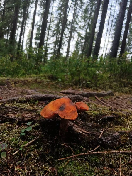 Gros plan du dessus d'un champignon brun — Photo