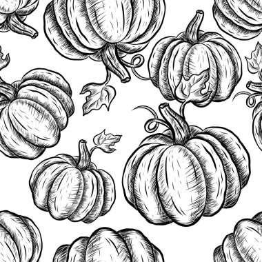 Kabakların elle çizilmiş vektör çizimi