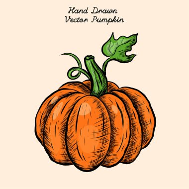 Balkabağının el çizimi vektör çizimi