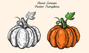 Kabakların elle çizilmiş vektör çizimi